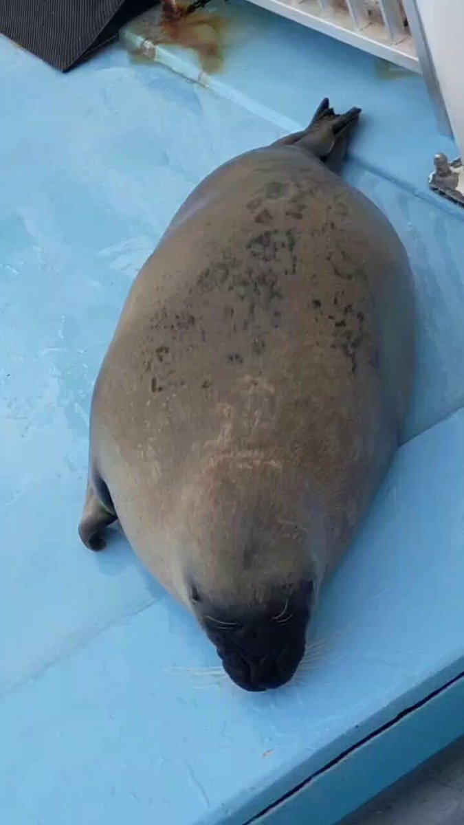 飼育員と動物たちの温かい日常がSNSで話題に