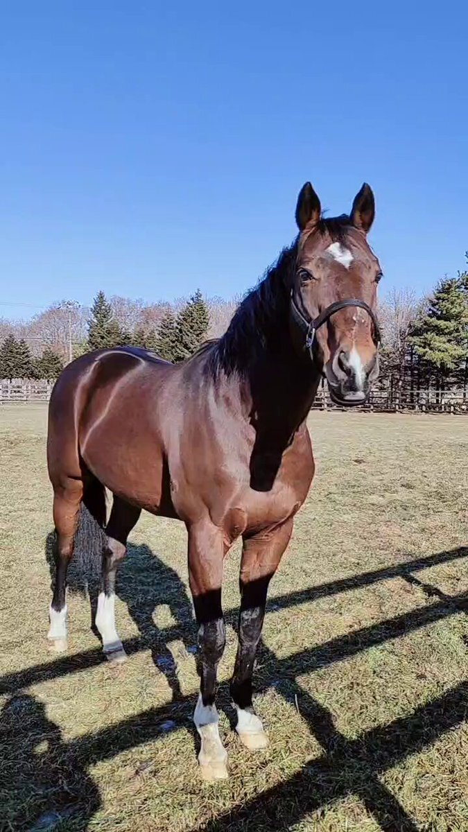 フォーエバーヤング、アメリカ競馬の頂点に立った！