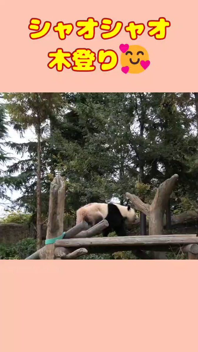 Panda」のYahoo!リアルタイム検索 - X（旧Twitter）をリアルタイム検索