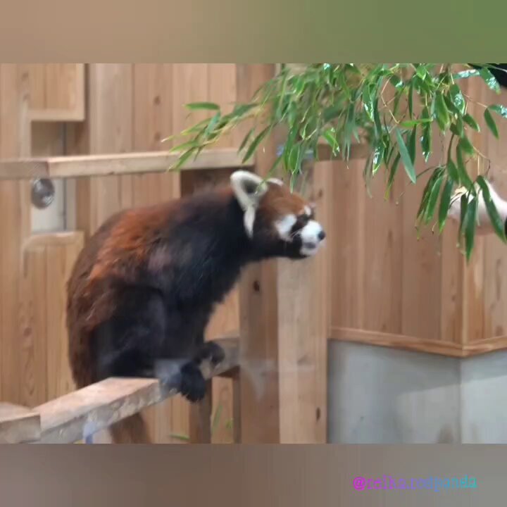 東山動植物園 混雑」のYahoo!リアルタイム検索 - X（旧Twitter）を