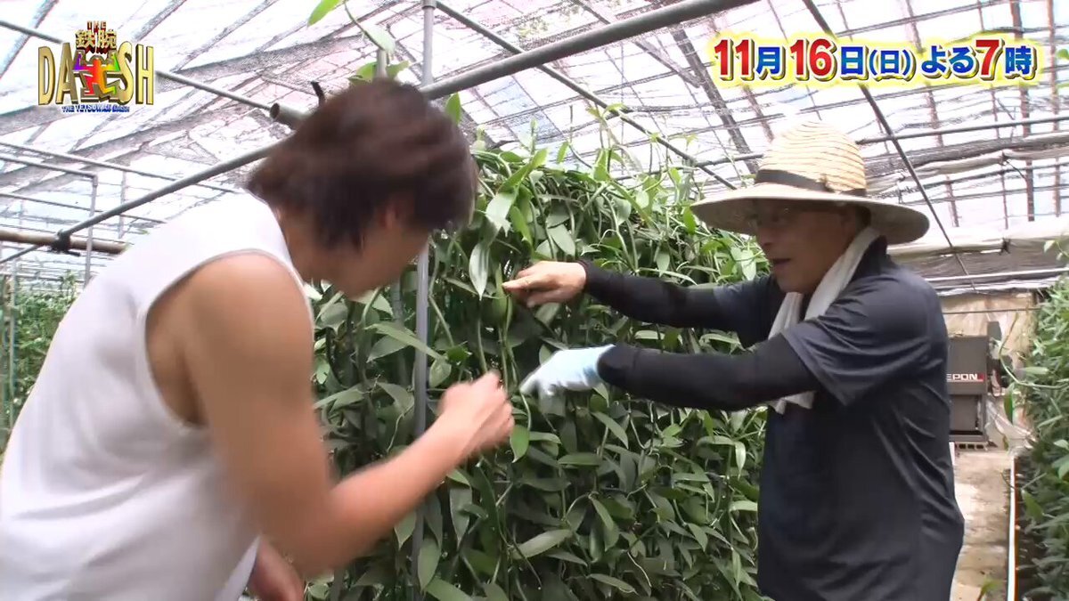 鉄腕DASH、新宿でカカオ栽培に挑戦！