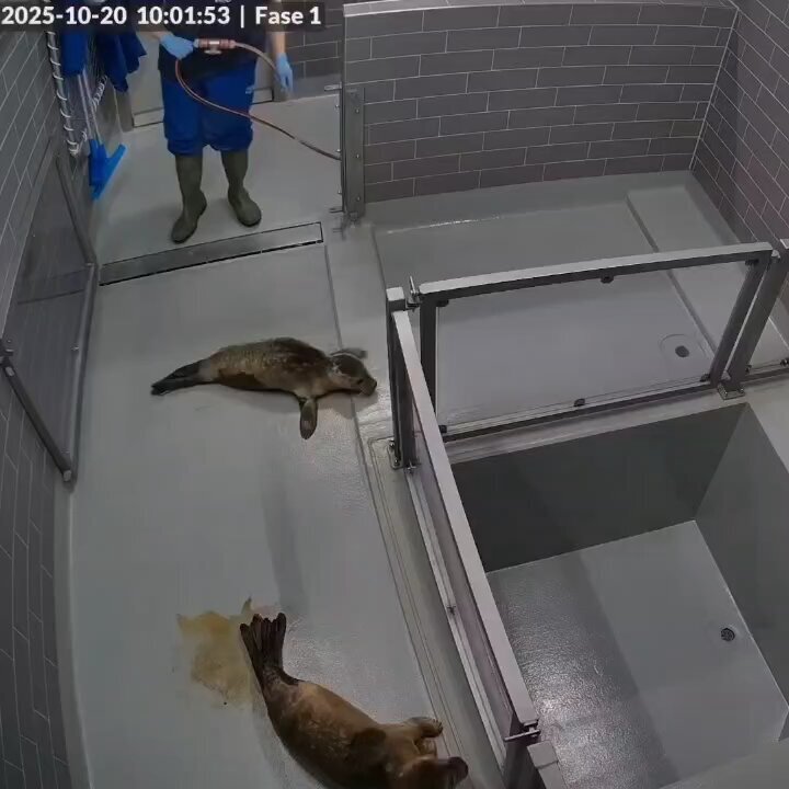 X（旧Twitter）で話題のおもしろ画像や動画 - Yahoo