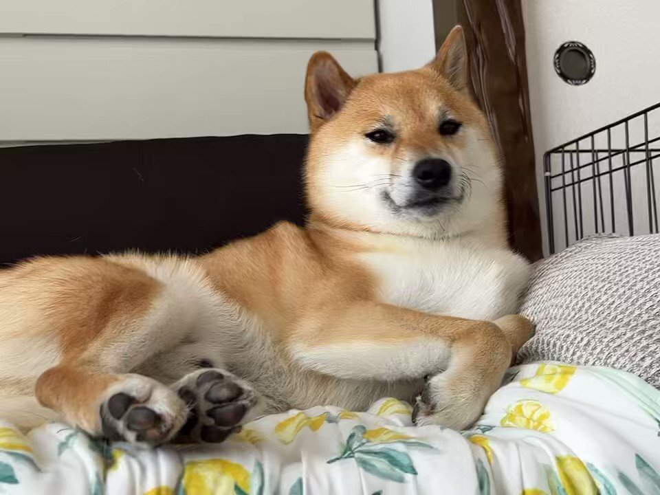 大きなお口で「ふぁ~!」 ワンコたちのあくび顔を激写 大きなお口で「ふぁ~!」 ワンコたちのあくび顔を激写