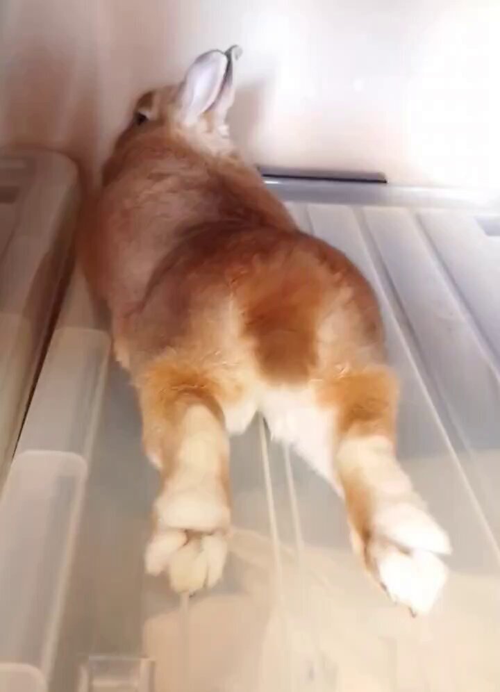 うさぎ猫さま＊確認ページです 猫が引くほどお泊り会が嬉しいうさぎさん - YouTube
