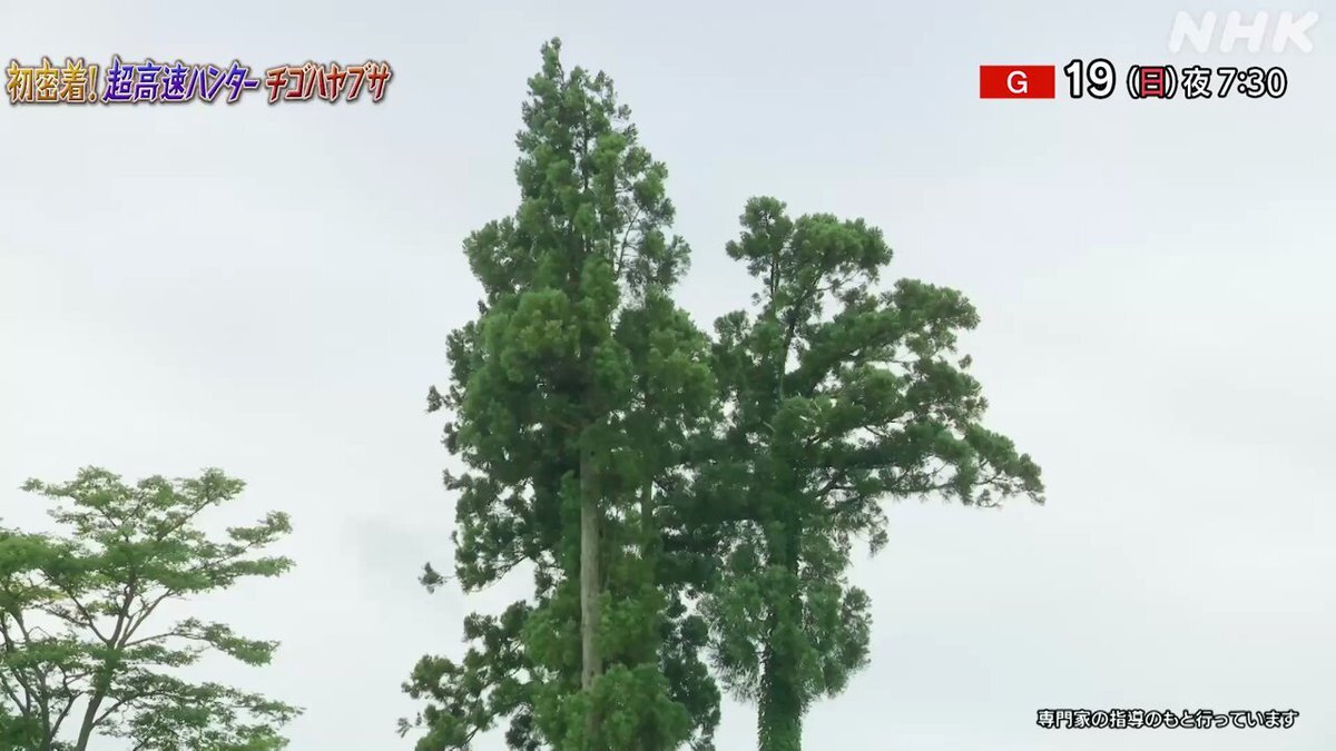 ダーウィンが来た!」のYahoo!リアルタイム検索 - X（旧Twitter