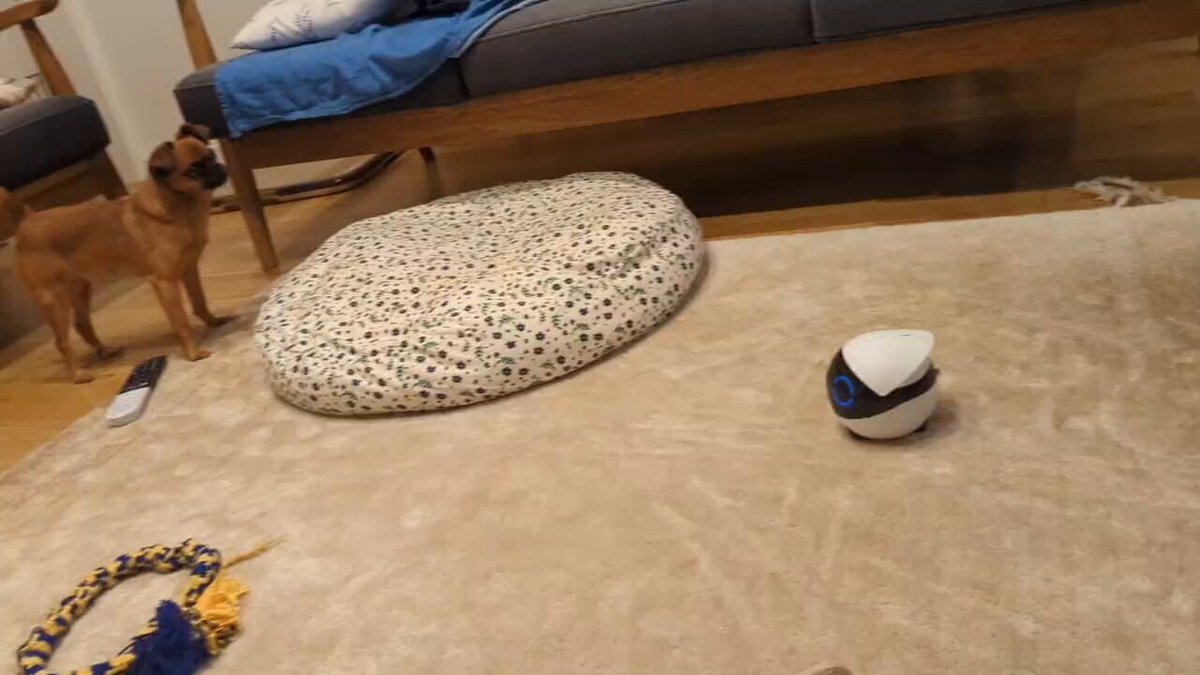 ペットカメラで話題沸騰！ あなたのペットはどんな様子？