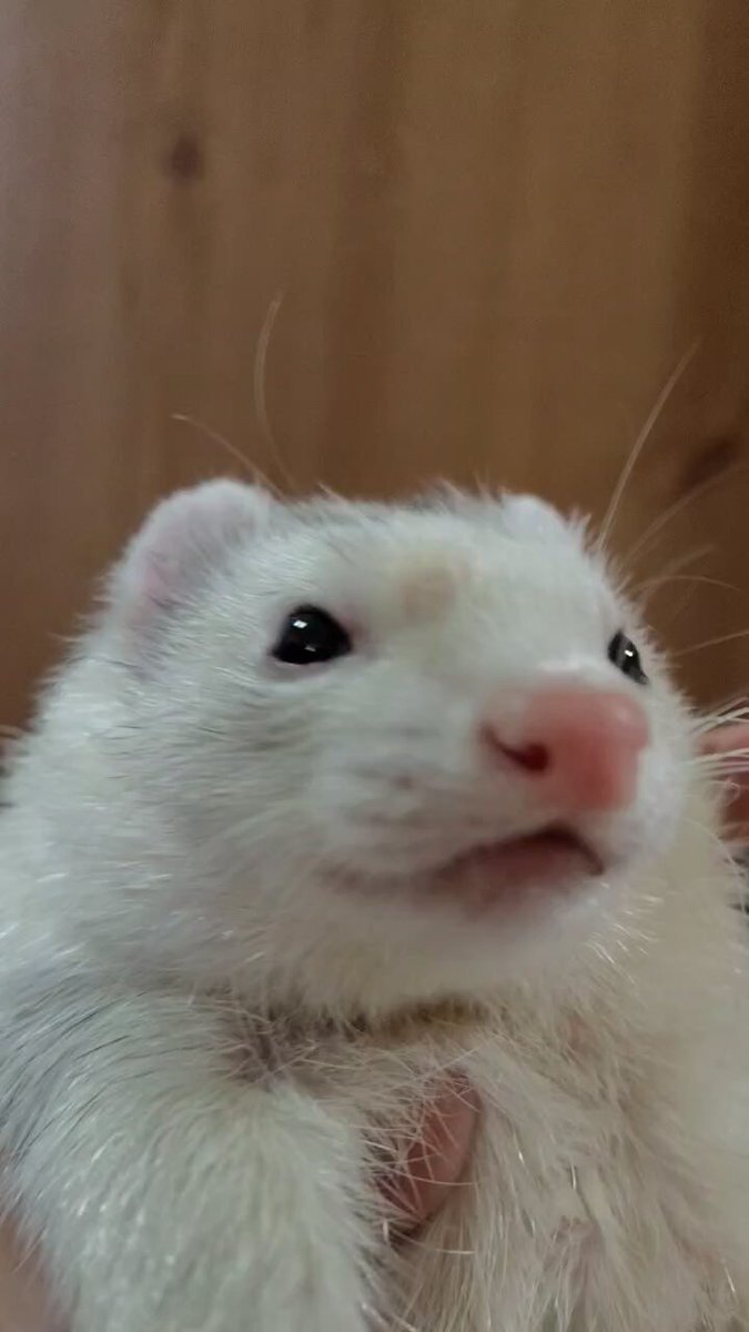 t*y様 ロングフェレット　白、グレー2体 8/22更新】店舗フェレットの紹介♪ | FERRET WORLD