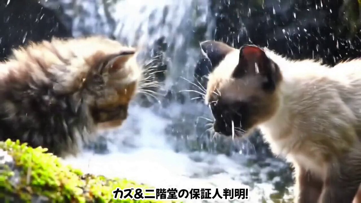 うちの猫ぶーちゃんです　 久しぶりに兄貴に乗せてもらいました…何でその向き🤣⁉️しかし