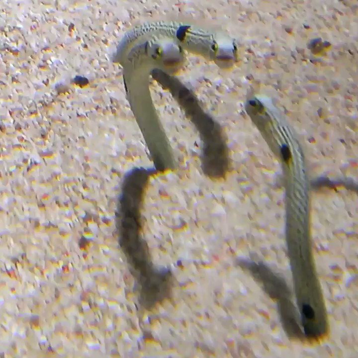 チンアナゴの日ってどんな日？