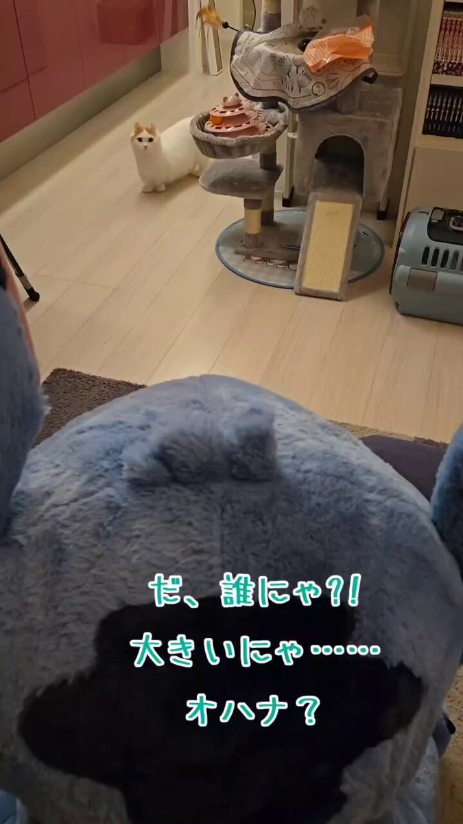コストコ スティッチ⚠️確認必須⚠️ コストコ中毒のおじさん@東近江お得速報 on X: 