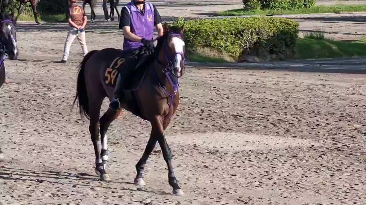 マイネルオーシャン、常総S制覇でオープン入り！ 