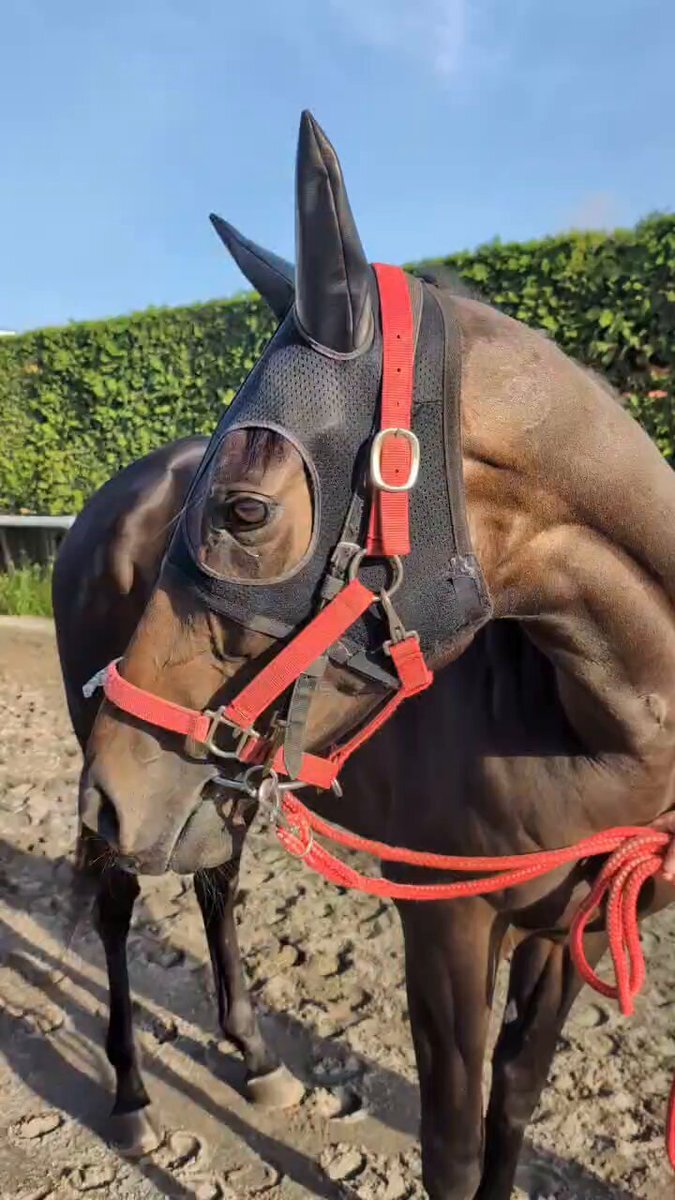 ウインデイジー、京都7Rで2勝目！ファン歓喜！ 