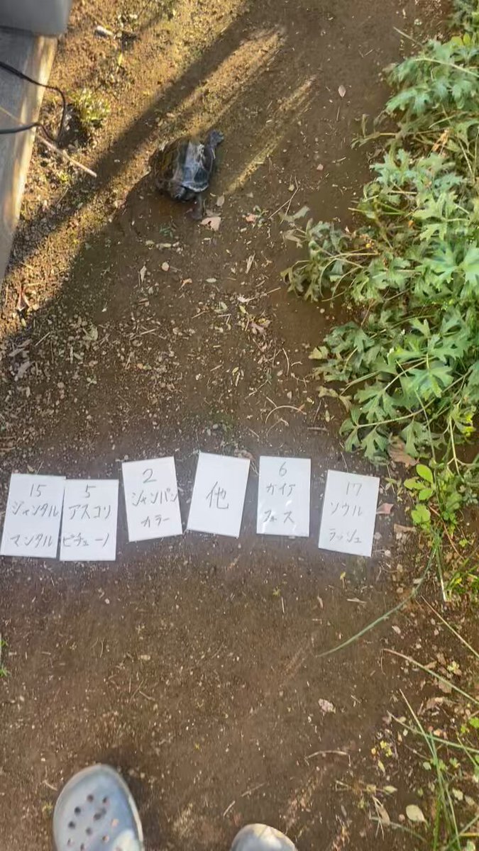 マイルCS予想がSNSで熱狂！ファンは各馬の評価を語り合う