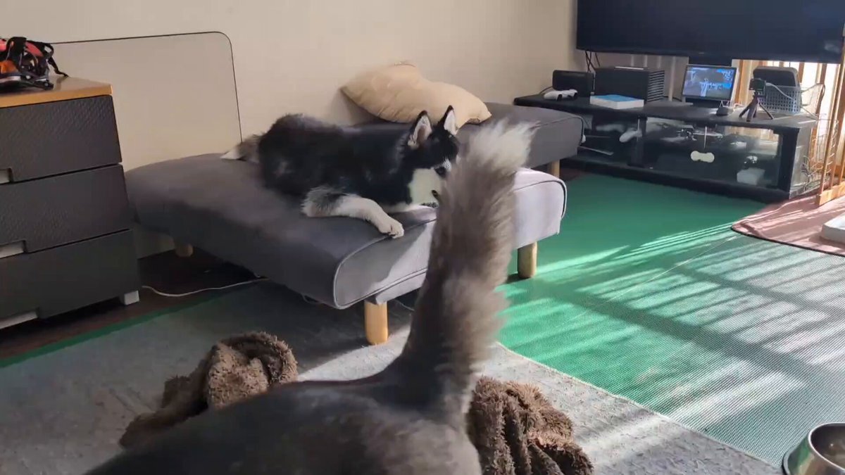 ハスキー」のYahoo!リアルタイム検索 - X（旧Twitter）をリアルタイム検索