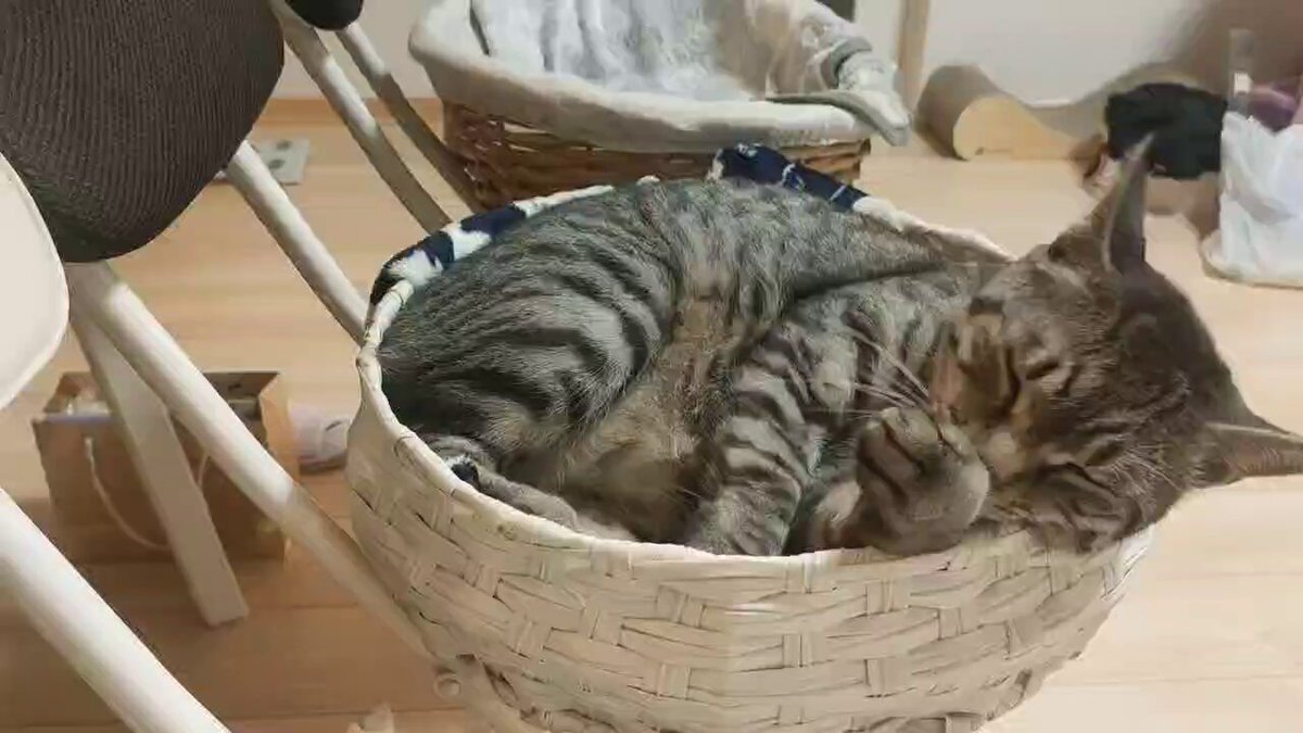 WESTの神山智洋、アットコスメ爆買い動画公開にファン興奮！ 