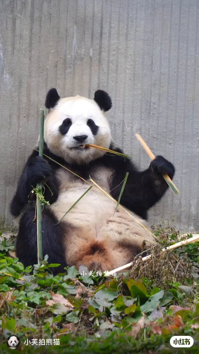 今年の漢字は「熊」！パンダ返還も影響？