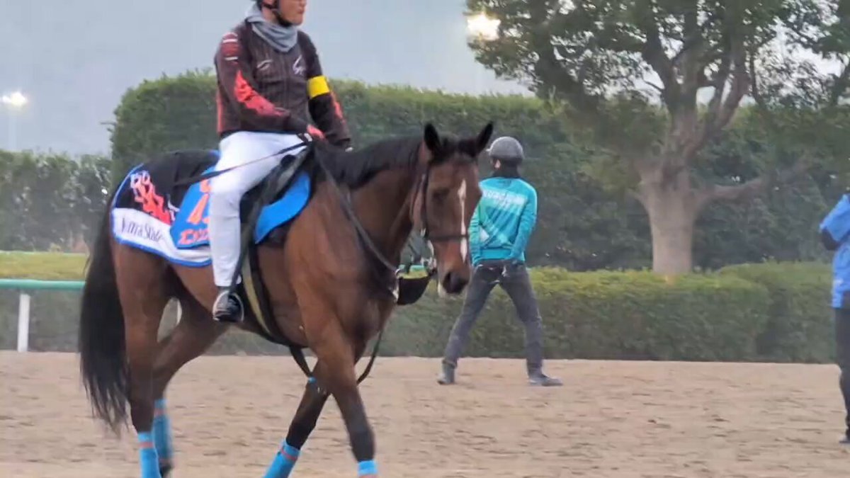 オニャンコポン、武豊騎手との初コンビで鳴尾記念へ！ファン歓喜