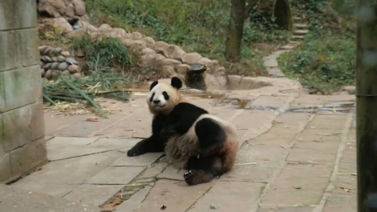 リーリーとシンシン Amazon.co.jp: リーリーとシンシン : 日本パンダ保護協会, 中国パンダ