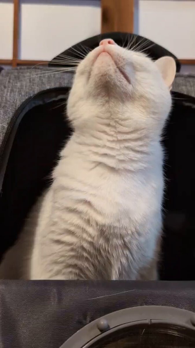 ねこ自慢」のYahoo!リアルタイム検索 - X（旧Twitter）を