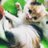 三毛猫だんだんのアイコン画像