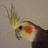 syin_jp