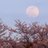 twilightmoon99