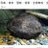 大山椒魚のアイコン画像