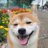 毛だるま🐶S&P500のアイコン画像