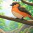 かぶと鳥のアイコン画像