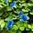 Fantas_magorie