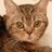 みう🐈インデックス投資📊仮想通貨📈のアイコン画像