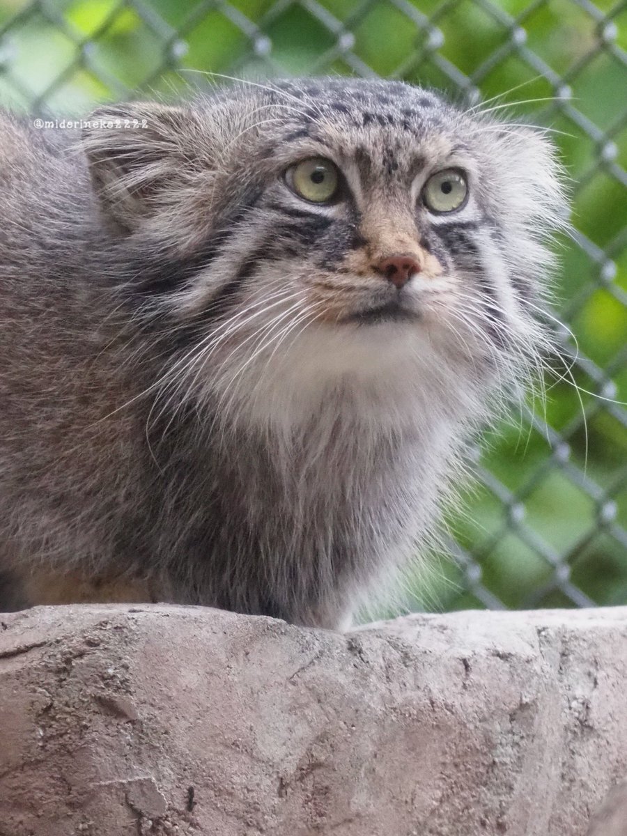 X（旧Twitter）で話題のおもしろ画像や動画 - Yahoo!リアルタイム検索