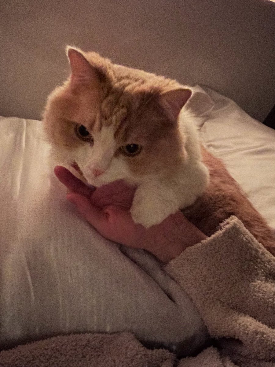 愛猫マースの死を悼むSNSユーザー