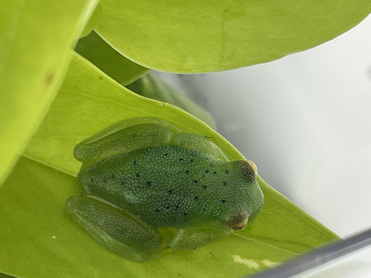 グラニュローサアマガエルモドキ(グミガエル、グラスフロッグ) カエル - 埼玉県のその他