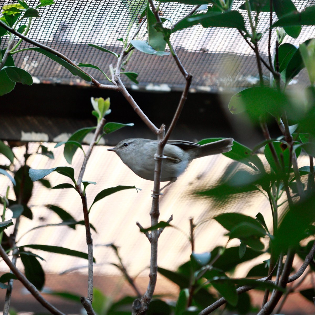 「ばけばけ」チェアはメジロ！視聴者感動の声