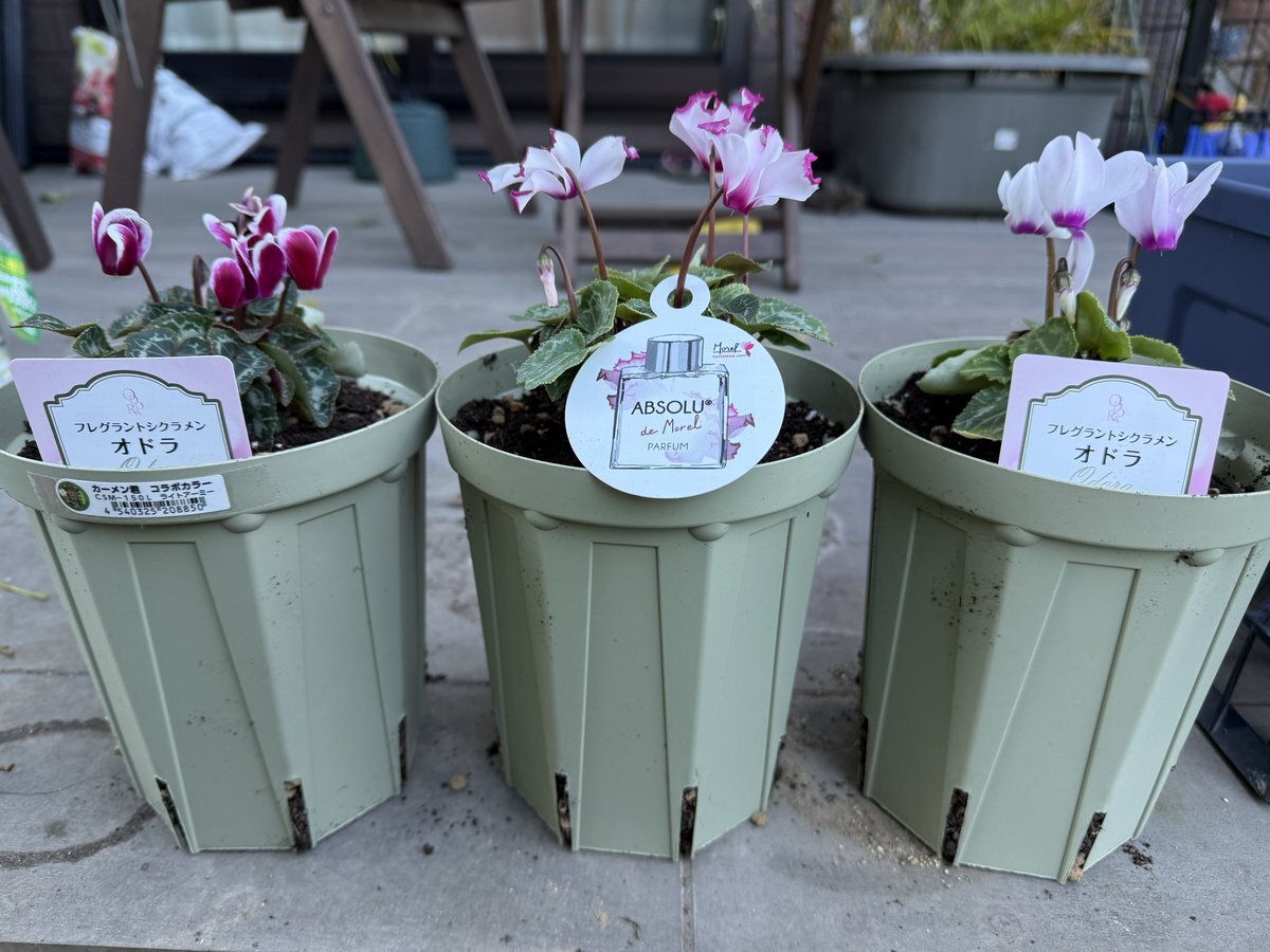 ❣️シクラメンです。２点おまとめ ❣️シクラメンです。2点おまとめ ❣️シクラメンです。2点おまとめ 夢の