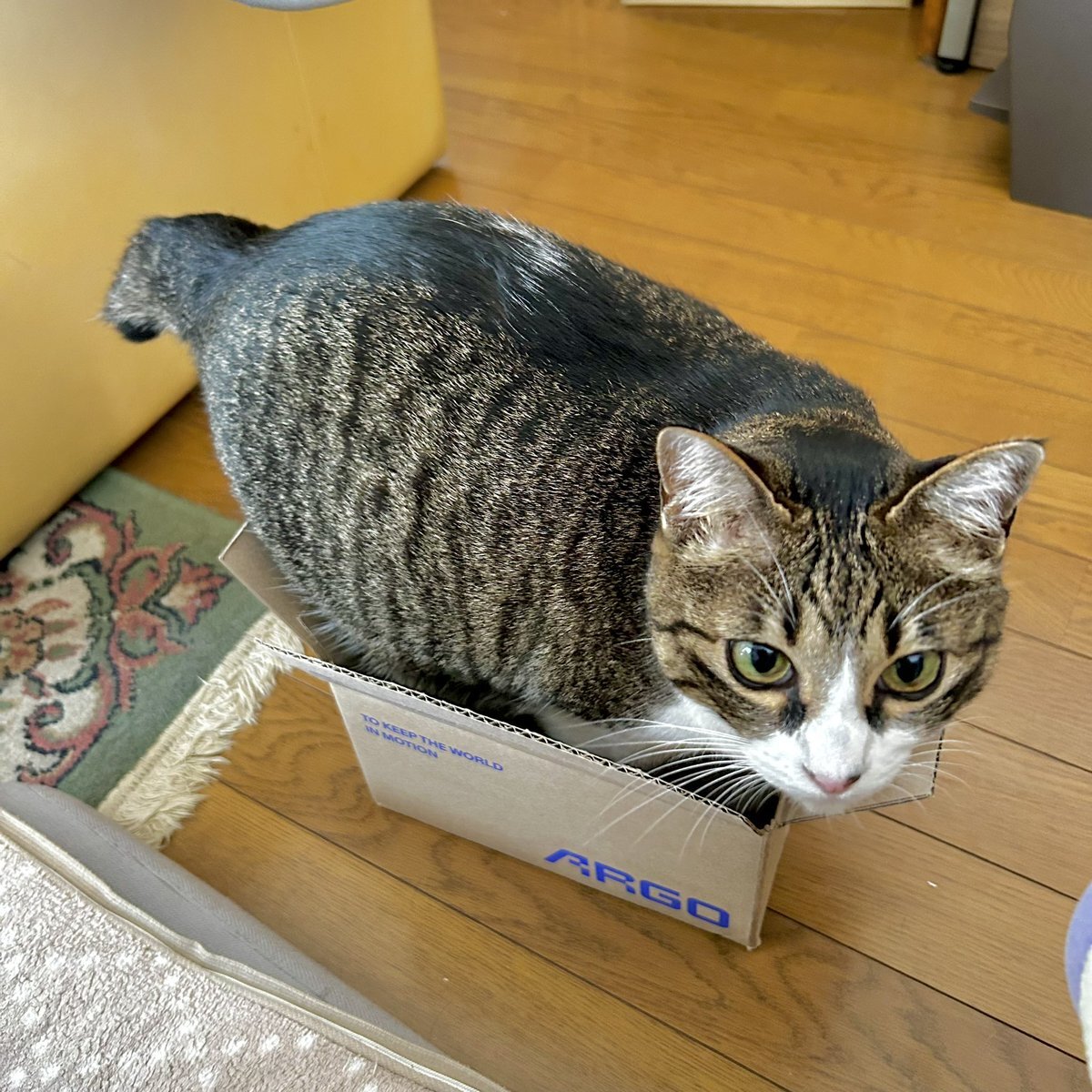 佳　泥棒猫 泥棒猫 - Hungry Cat - - YouTube