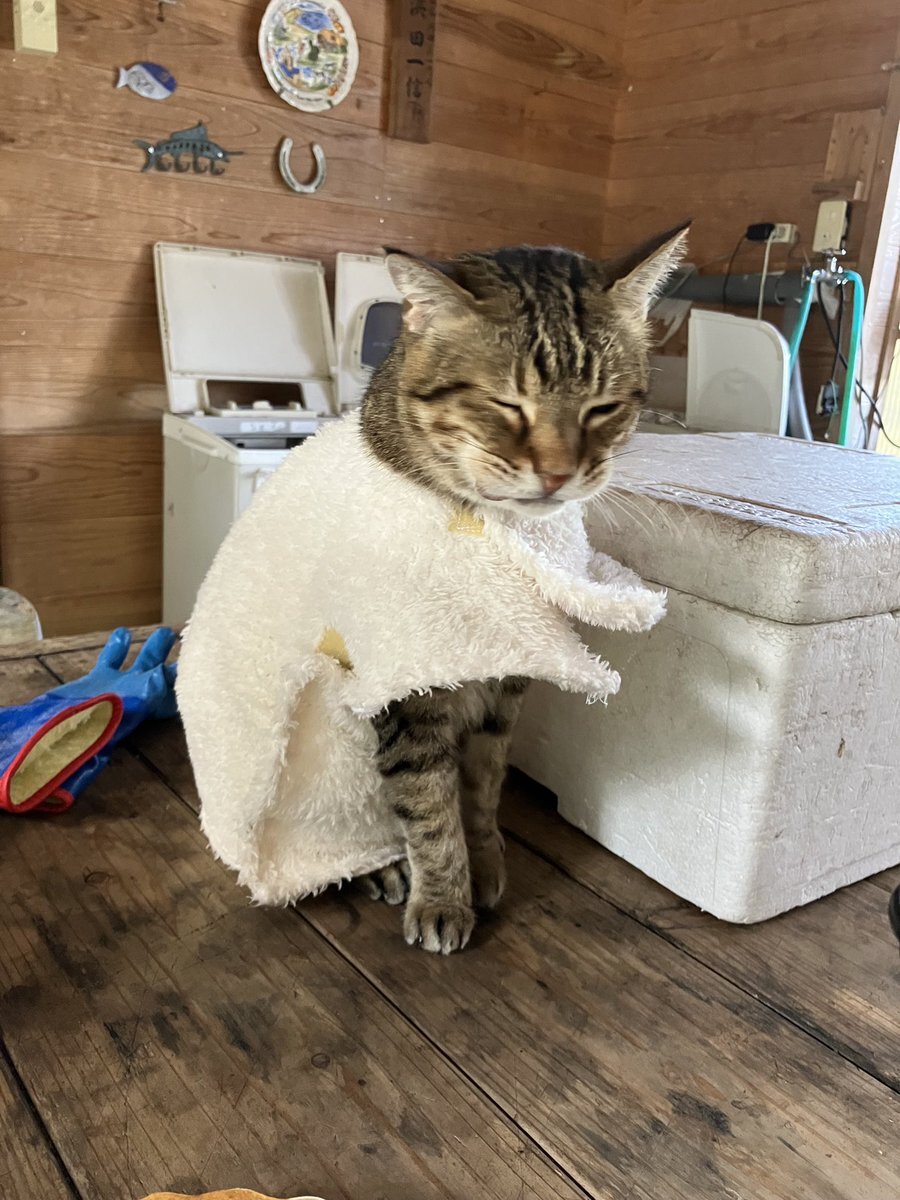 羨ましい…たった1つのアイテムで「フォーマルな装いになる猫たち