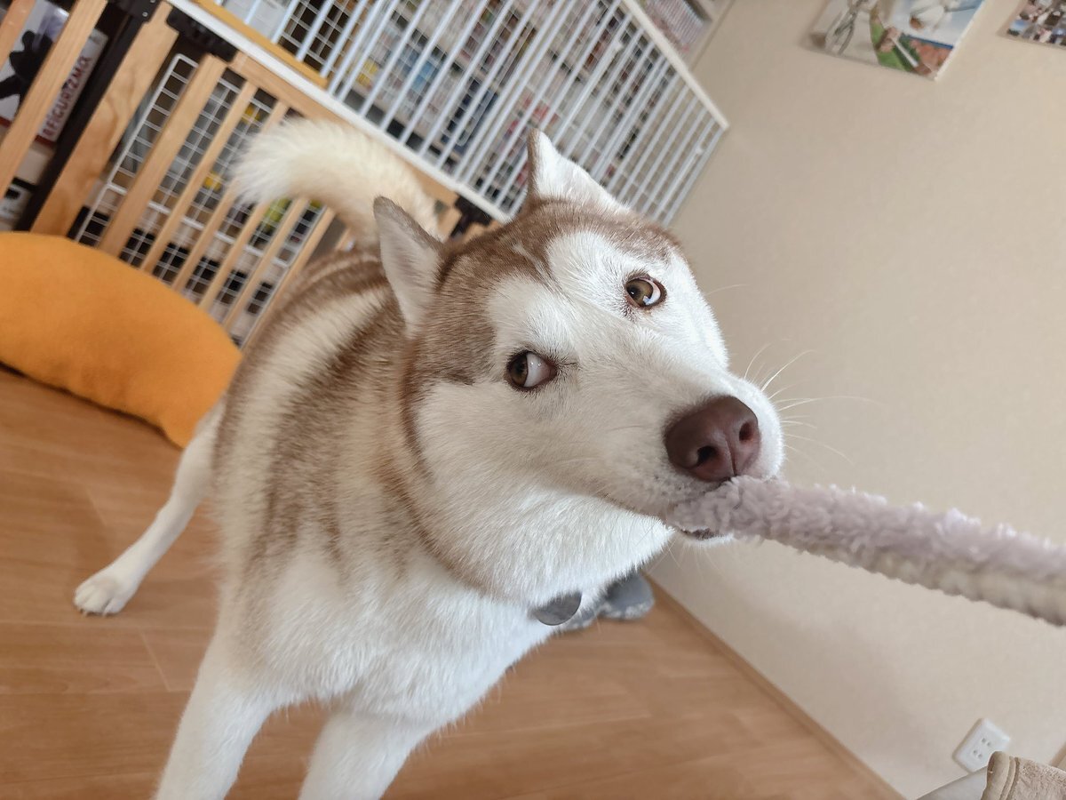 今年もアオバズク来る❢ 2024.6.2 今年もアオバズク来る❢ 2024.6.2 さくちゃんの 『鳥と遊ぼうよ