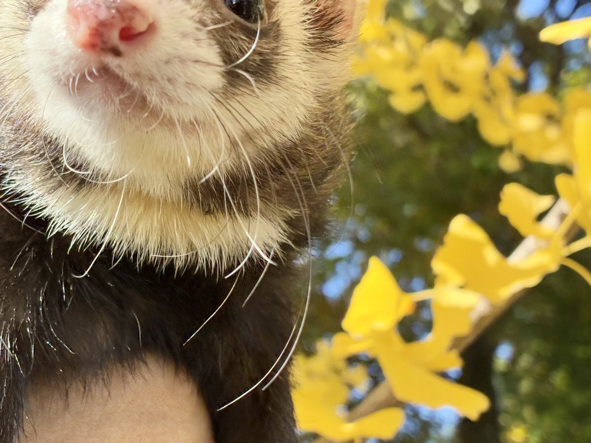 鍵山優真、ジャンプミスも滑りの美しさにファン魅了