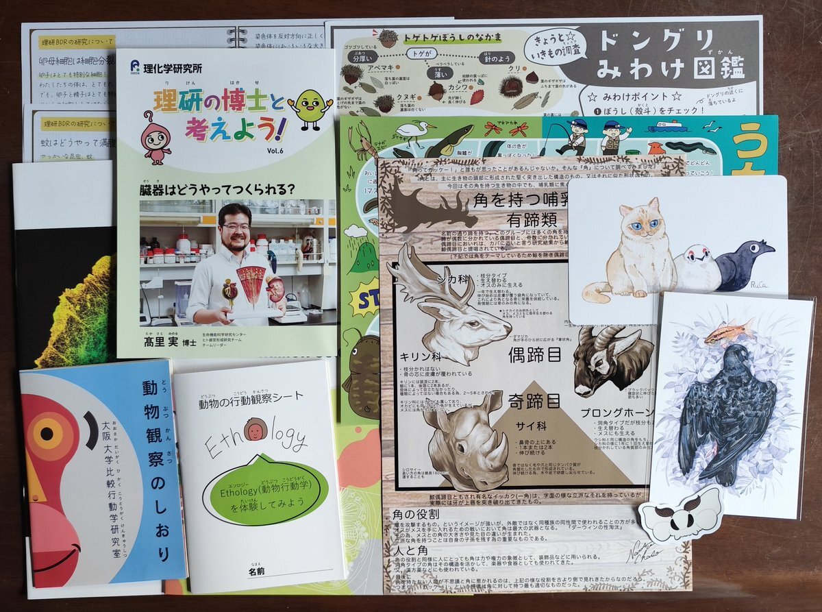 りーこ Root ZX3 | MORITA