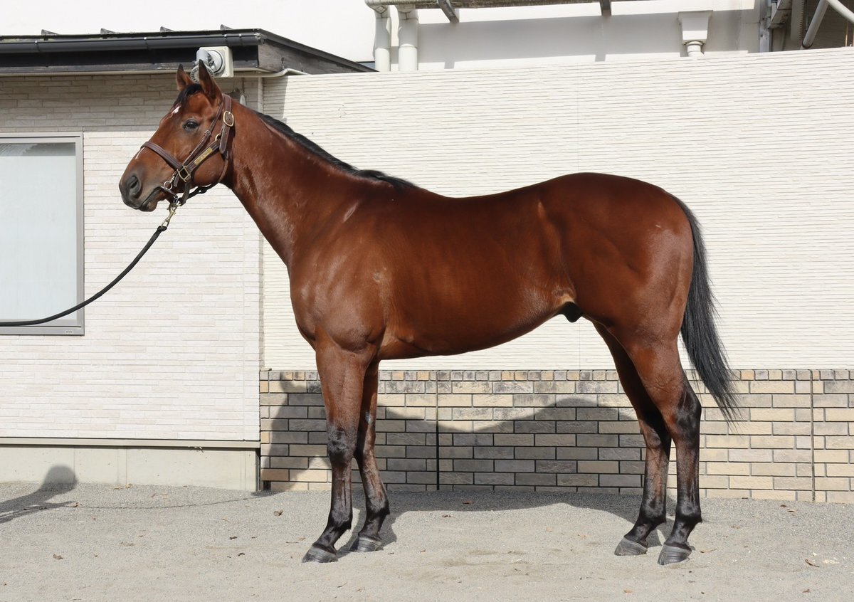 イトシサ、東京2Rで3着！ファンは「もっと良くなってくる馬」と期待