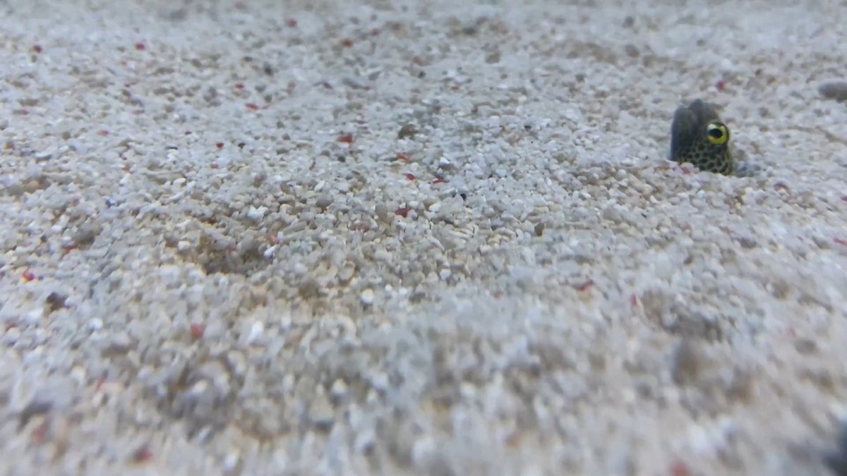 チンアナゴの日ってどんな日？