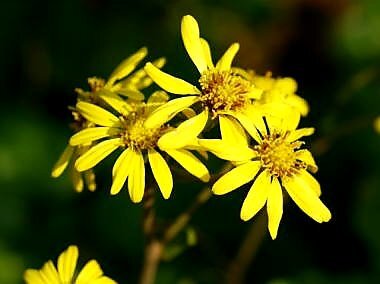 ピザの日、みんなは何が食べたい？