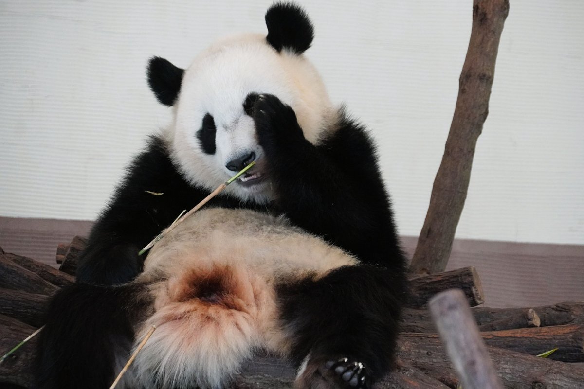 アドベンチャーワールド panda」のYahoo!リアルタイム検索 - X（旧