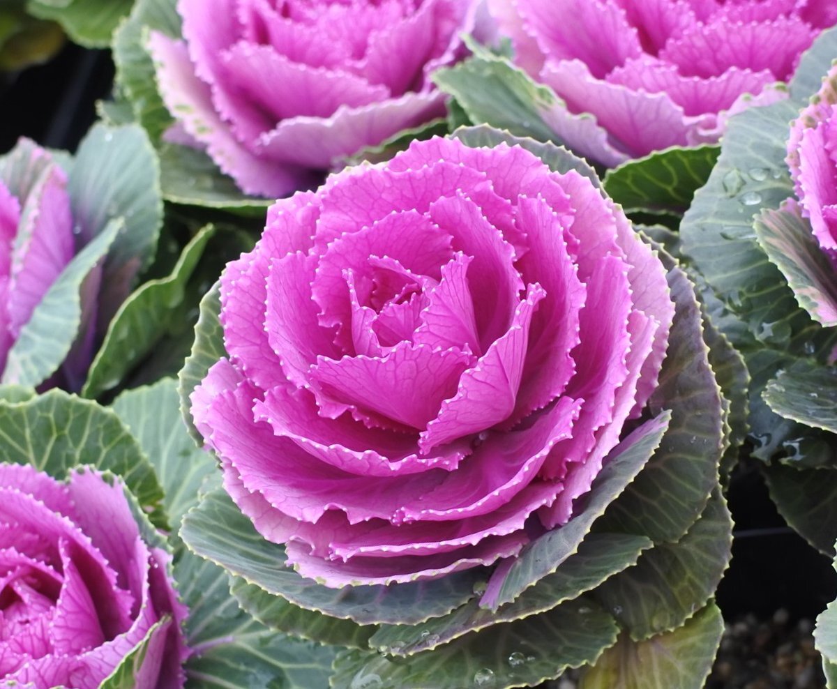 2025年12月15日、SNSユーザーが「今週も宜しくお願いします」と挨拶