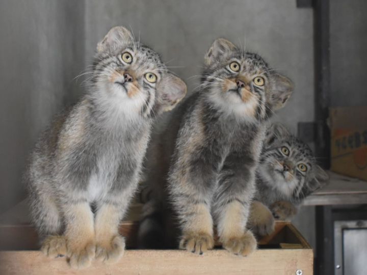 名古屋のマヌルネコ、可愛い名前は何？
