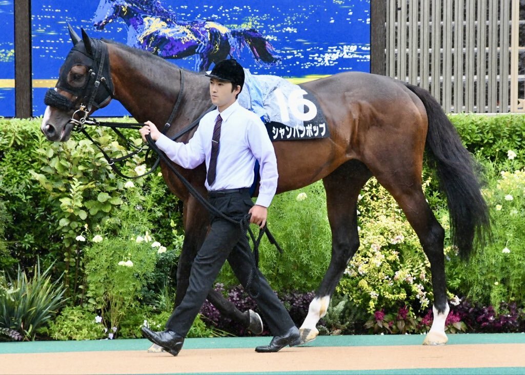 シャンパンポップ、圧勝で東村山特別制覇！