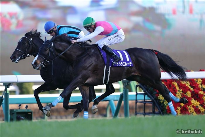 ドゥラエレーデ、種牡馬入りへ！ファンは「お疲れ様」の声