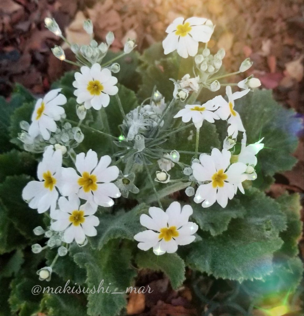 冬休み開始！SNSで喜びの声続々